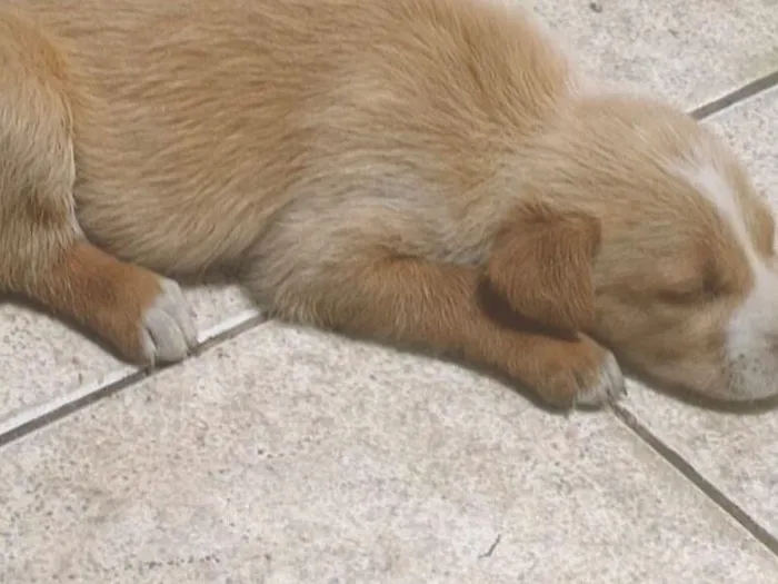 Cachorro raça SRD-ViraLata idade 2 a 6 meses nome Sem nome 