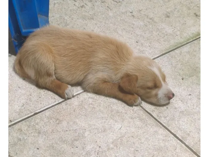 Cachorro raça SRD-ViraLata idade 2 a 6 meses nome Sem nome 