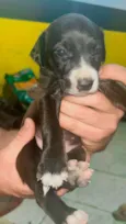 Cachorro raça SRD-ViraLata idade 2 a 6 meses nome Sem nome!