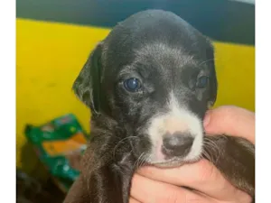 Cachorro raça SRD-ViraLata idade 2 a 6 meses nome Sem nome!
