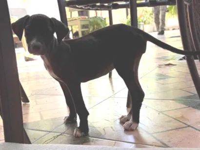 Cachorro raça SRD-ViraLata idade 2 a 6 meses nome Cristal
