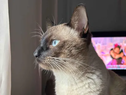 Gato raça Siamês idade 1 ano nome Mauricio 