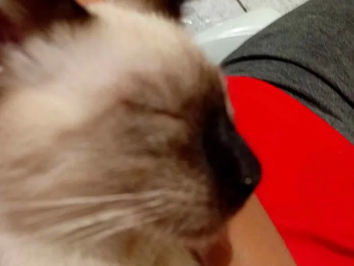 Gato raça Siamês idade 2 a 6 meses nome Pandinha 