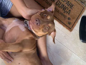 Cachorro raça Pit-Bull idade 2 anos nome Kiara