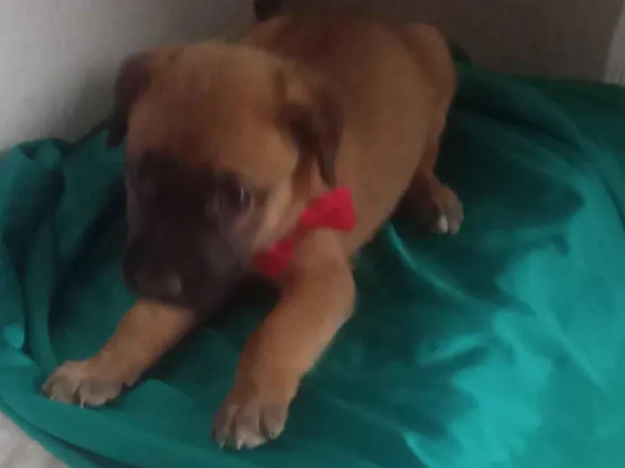 Cachorro raça SRD-ViraLata idade 2 a 6 meses nome Mel