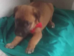 Cachorro raça SRD-ViraLata idade 2 a 6 meses nome Mel