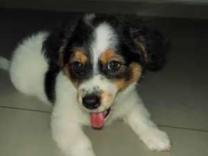 Cachorro raça SRD-ViraLata idade 2 a 6 meses nome Sem nome