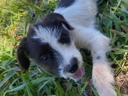 Cachorro raça SRD-ViraLata idade 2 a 6 meses nome lorde 