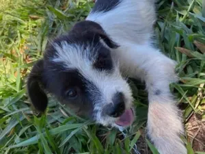 Cachorro raça SRD-ViraLata idade 2 a 6 meses nome lorde 