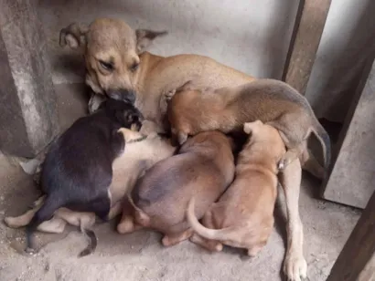 Cachorro raça SRD-ViraLata idade 2 a 6 meses nome Não tem nome 