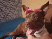 Cachorro raça Pit-Bull idade 5 anos nome cacau