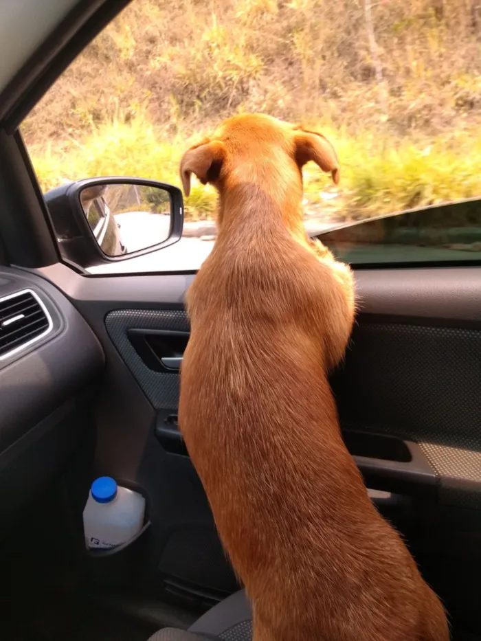 Cachorro raça SRD-ViraLata idade 5 anos nome Cacau 