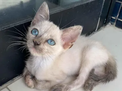 Gato raça SRD-ViraLata idade 2 a 6 meses nome Elaine Campos