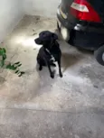 Cachorro raça Labrador idade 3 anos nome Lola 