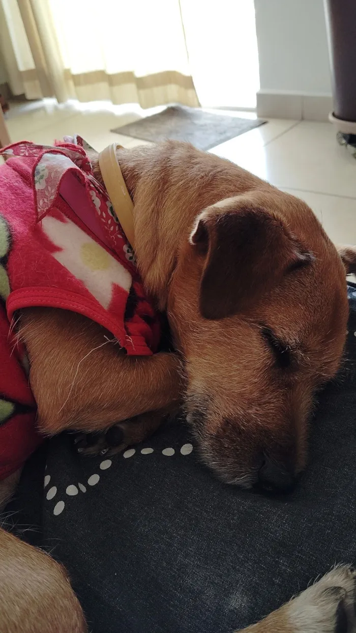 Cachorro raça SRD-ViraLata idade 5 anos nome Cacau 