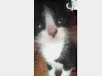 Gato raça SRD-ViraLata idade 2 a 6 meses nome Sem nome