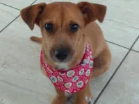 Cachorro raça SRD-ViraLata idade 5 anos nome Cacau 