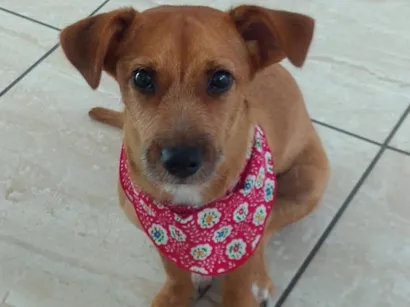 Cachorro raça SRD-ViraLata idade 5 anos nome Cacau 