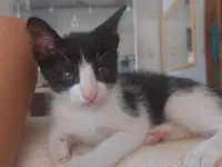 Gato raça SRD-ViraLata idade Abaixo de 2 meses nome Frajolinha