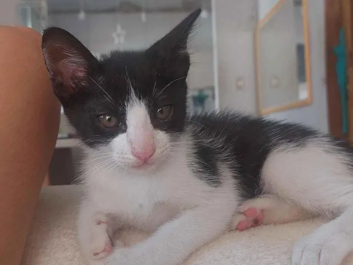 Gato raça SRD-ViraLata idade Abaixo de 2 meses nome Frajolinha