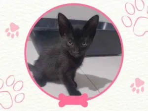 Cachorro raça SRD-ViraLata idade Abaixo de 2 meses nome Mimi