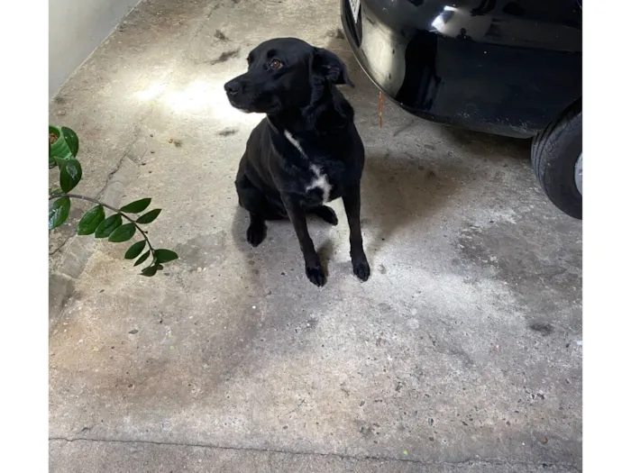 Cachorro raça Labrador idade 3 anos nome Lola 