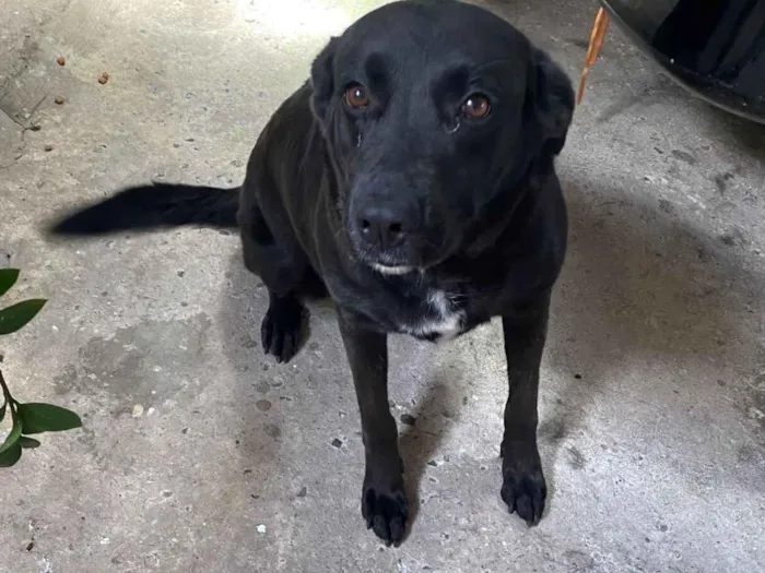 Cachorro raça Labrador idade 3 anos nome Lola 