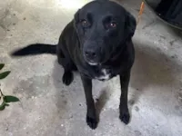 Cachorro raça Labrador idade 3 anos nome Lola 