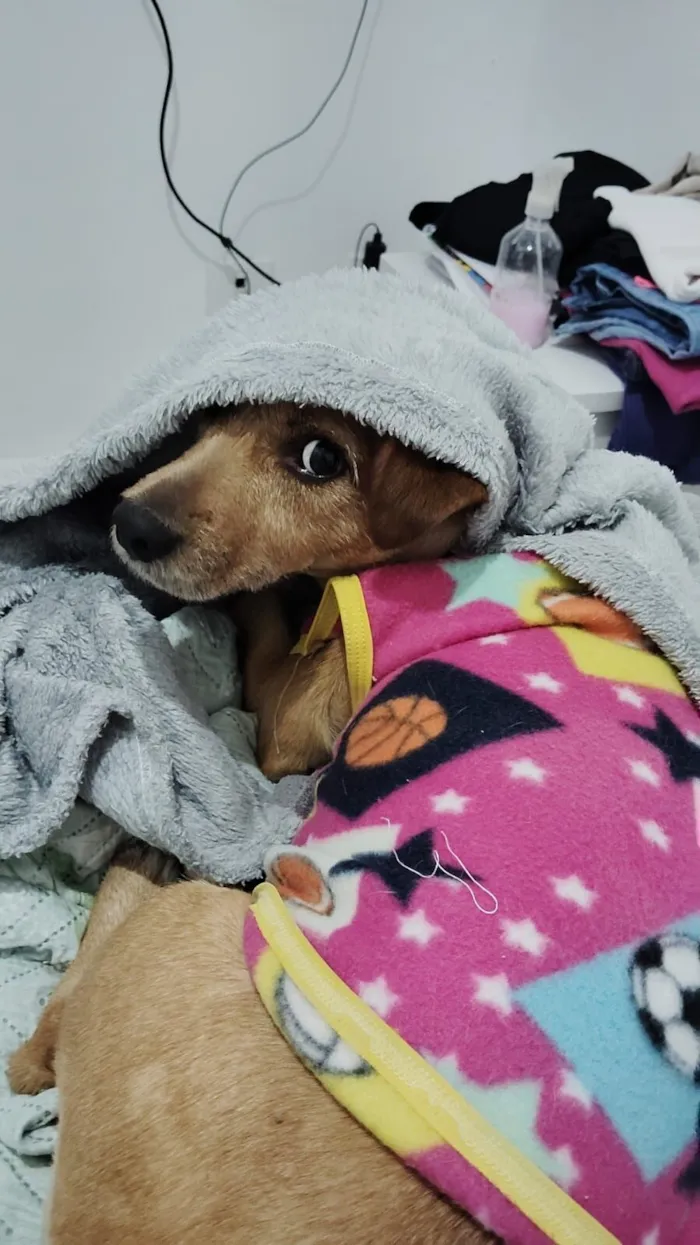 Cachorro raça SRD-ViraLata idade 5 anos nome Cacau 