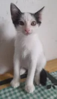 Gato raça SRD-ViraLata idade 2 a 6 meses nome Sem Nome