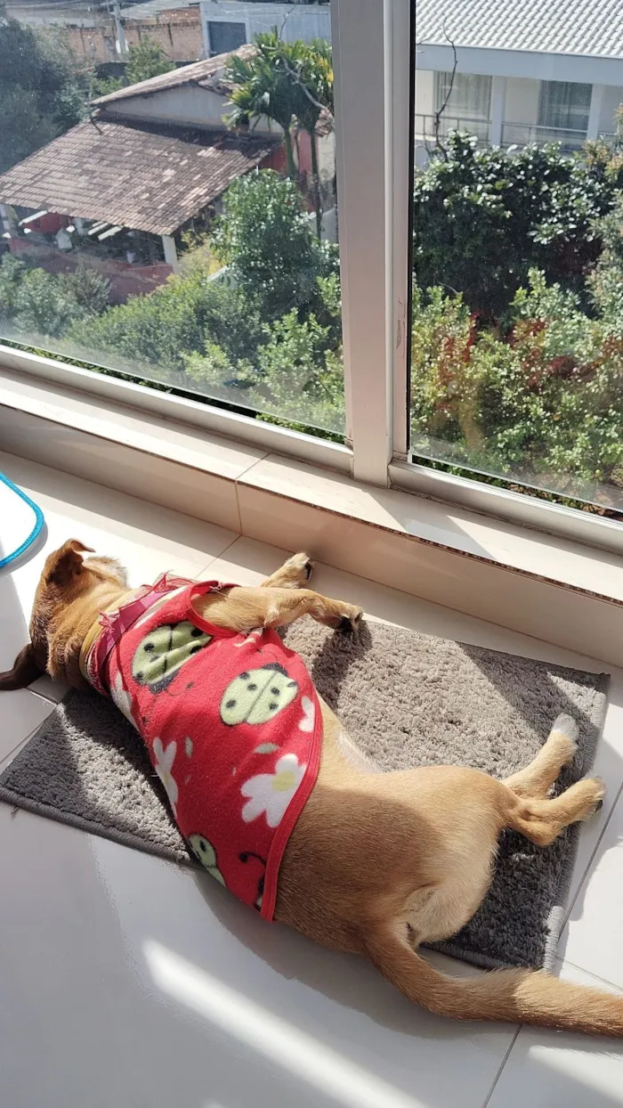 Cachorro raça SRD-ViraLata idade 5 anos nome Cacau 