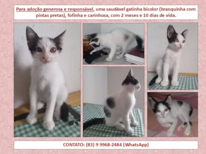 Gato raça SRD-ViraLata idade 2 a 6 meses nome Sem Nome