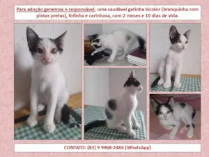 Gato raça SRD-ViraLata idade 2 a 6 meses nome Sem Nome