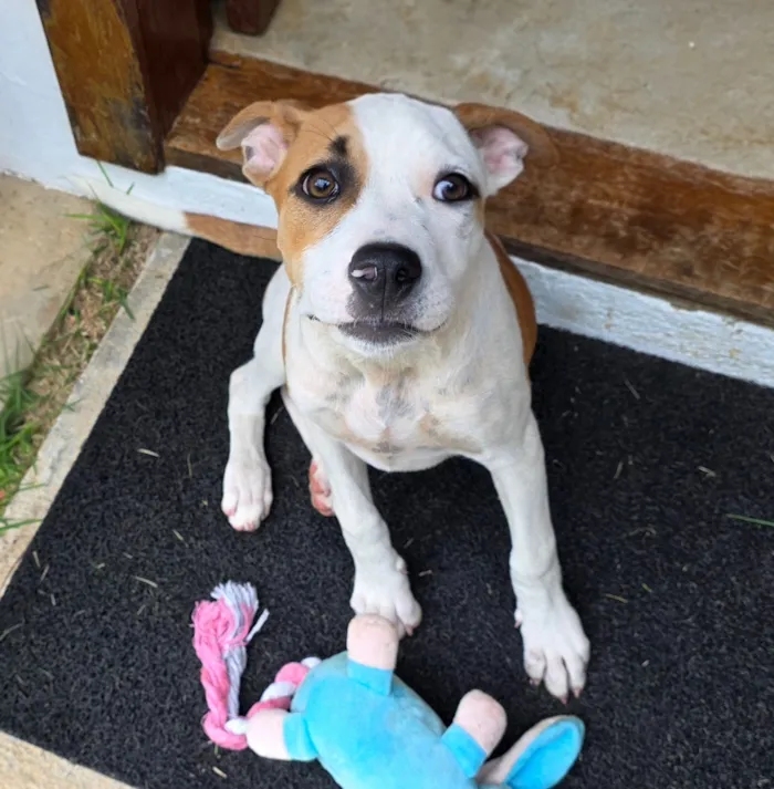 Cachorro raça SRD-ViraLata idade 2 a 6 meses nome Wilma 