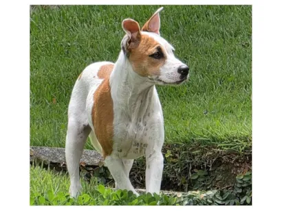 Cachorro raça SRD-ViraLata idade 2 a 6 meses nome Wilma 