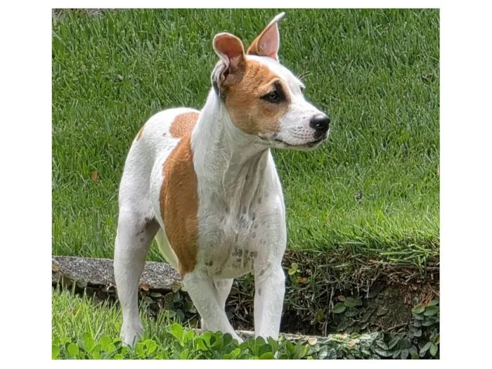 Cachorro raça SRD-ViraLata idade 2 a 6 meses nome Wilma 