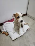 Cachorro raça SRD-ViraLata idade 2 a 6 meses nome Wilma 