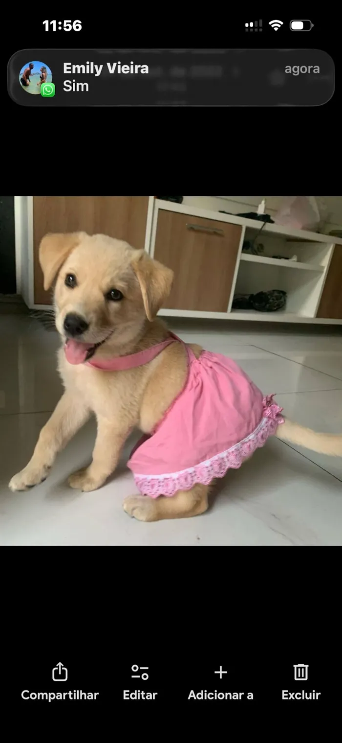 Cachorro raça Labrador idade 3 anos nome lua