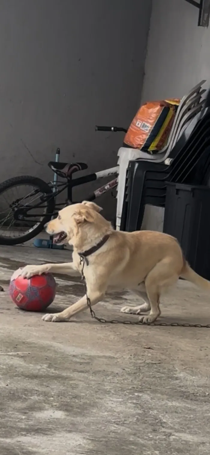 Cachorro raça Labrador idade 3 anos nome lua