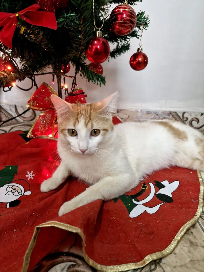 Gato raça SRD-ViraLata idade 7 a 11 meses nome Darwin 