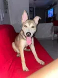 Cachorro raça Husky Siberiano idade 7 a 11 meses nome Atlas