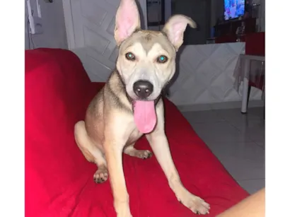 Cachorro raça Husky Siberiano idade 7 a 11 meses nome Atlas
