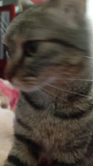 Gato raça SRD-ViraLata idade 2 anos nome Estou chamando ela de She