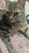 Gato raça SRD-ViraLata idade 2 anos nome Estou chamando ela de She