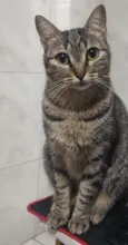 Gato raça SRD-ViraLata idade 2 anos nome She