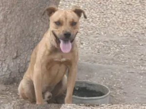 Cachorro raça Pit-Bull idade 1 ano nome Uub