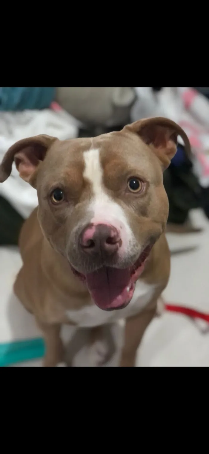 Cachorro raça Pit-Bull idade 3 anos nome Lucky e Luna