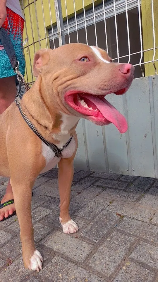 Cachorro raça Pit-Bull idade 3 anos nome Lucky e Luna
