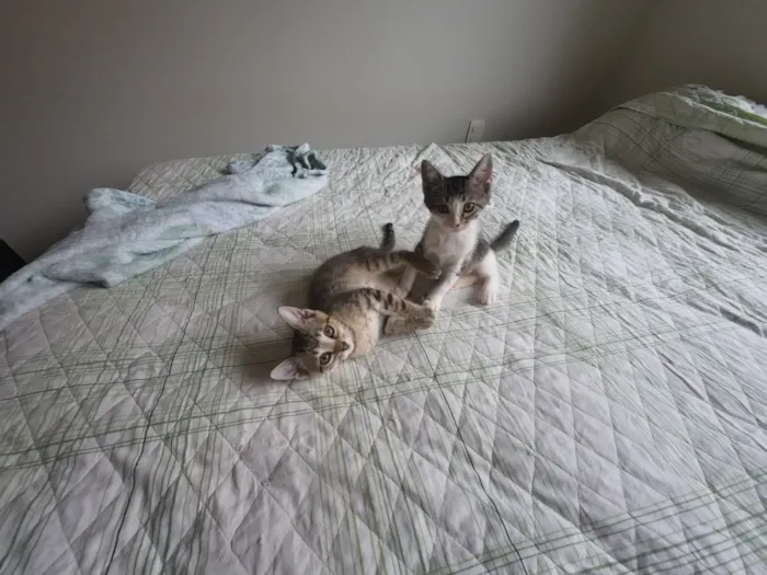 Gato raça SRD-ViraLata idade 2 a 6 meses nome Gatinhas FIV e FeLV Negativo - castração garantida