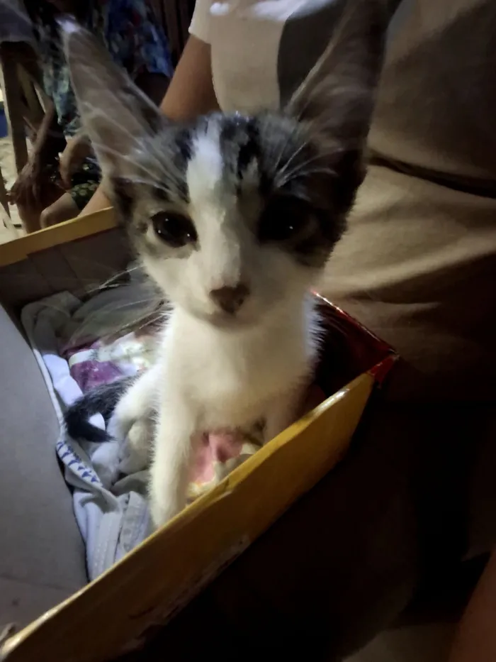 Gato raça SRD-ViraLata idade 2 a 6 meses nome Formiga 